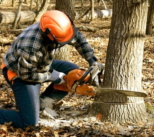 Tree Removal in Looneyville, WV